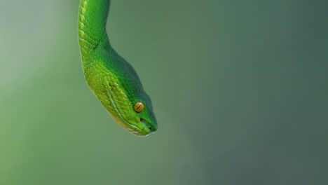 la víbora de labios blancos es una víbora venenosa endémica del sudeste asiático y a menudo se encuentra durante la noche esperando en una rama o rama de un árbol cerca de un cuerpo de agua con muchos alimentos
