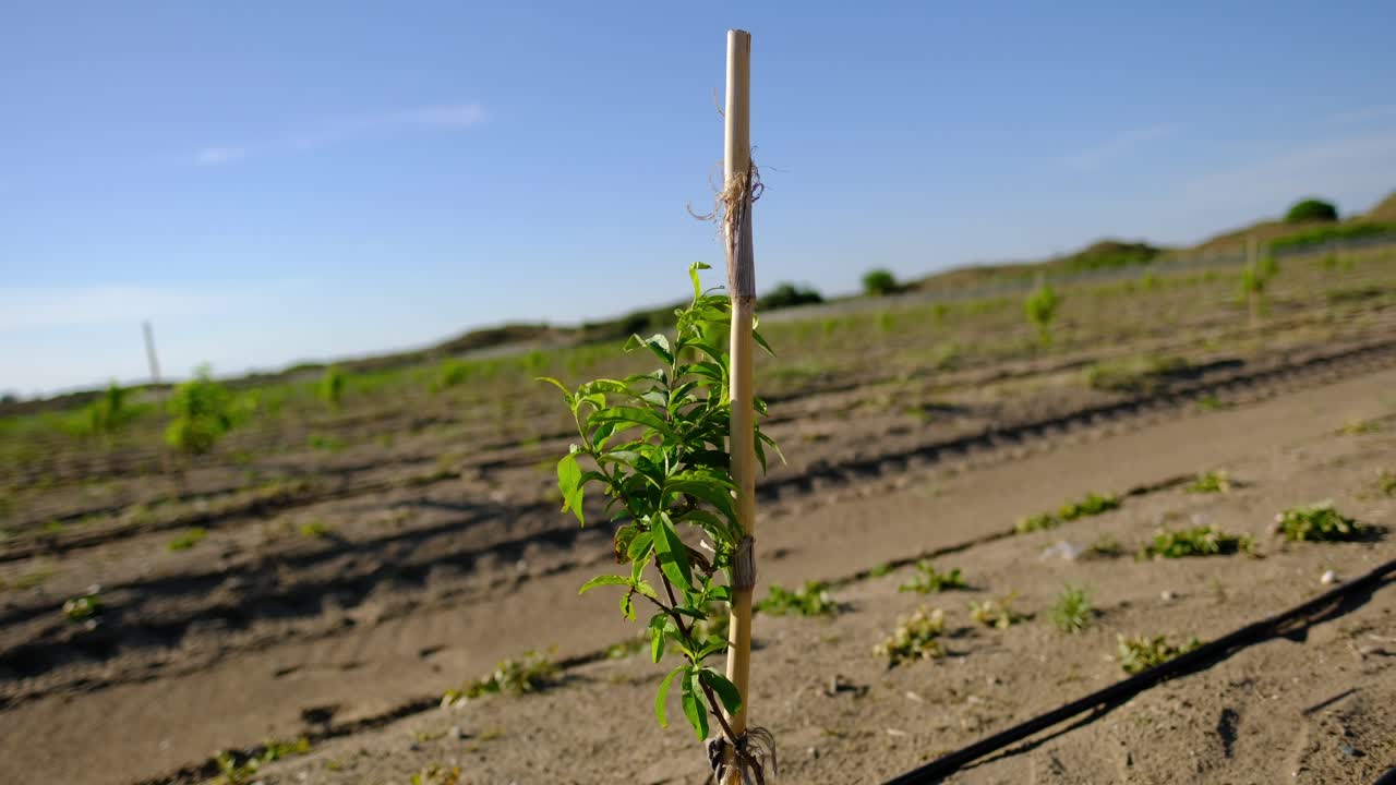 Peach sapling with swinging small green leaves