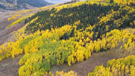 aerial view of forest in autumn colors, aspen and conifer trees on hillside in landscape of colorado usa