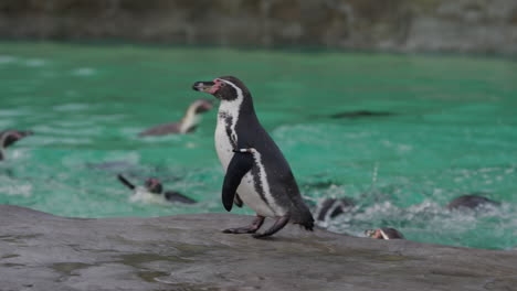 Humboldt-Pinguin-Folgt-Zoowärter-Beim-Füttern-Mit-Fischen,-Umgeben-Von-Einer-Pinguinkolonie