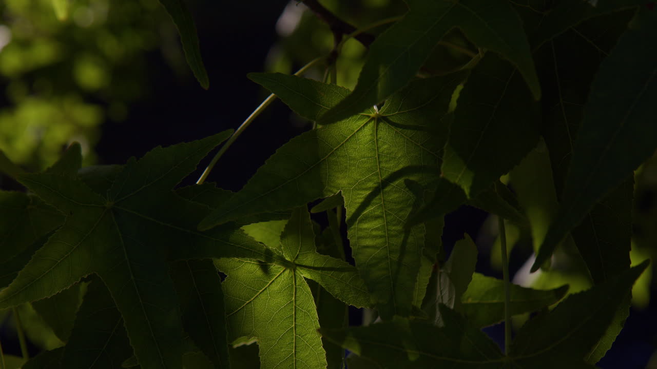 hojas verdes de arce en primavera en baden-baden, alemania