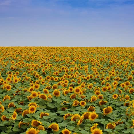 abundant blossoming plantation of sunflowers. endless field of yellow seed flowers. blue cloudy sky at the backdrop