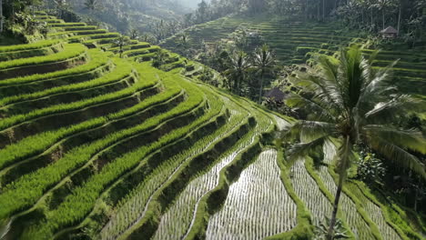 bali's lush green rice terraces landscape