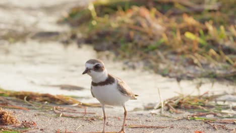 plover shorebird running along sand at beach shore as wave approaches in slow motion