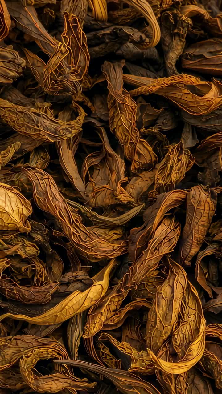 Vertical video: Shifting camera revealing dried curled brown leaves in macro shot showing texture