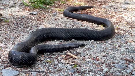 Schwarze-Rattenschlange-In-Der-Nähe-Von-Boone,-NC