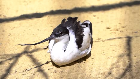 avoceta de varios colores con pico largo tomando el sol en el suelo a cámara lenta