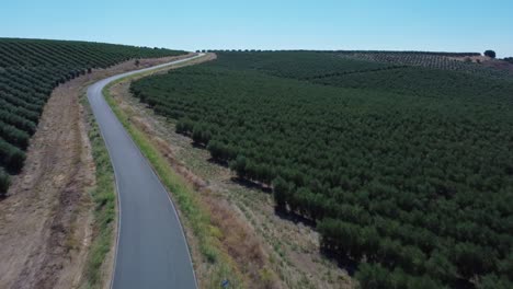 Camino-En-Medio-De-Campos-De-Olivares.