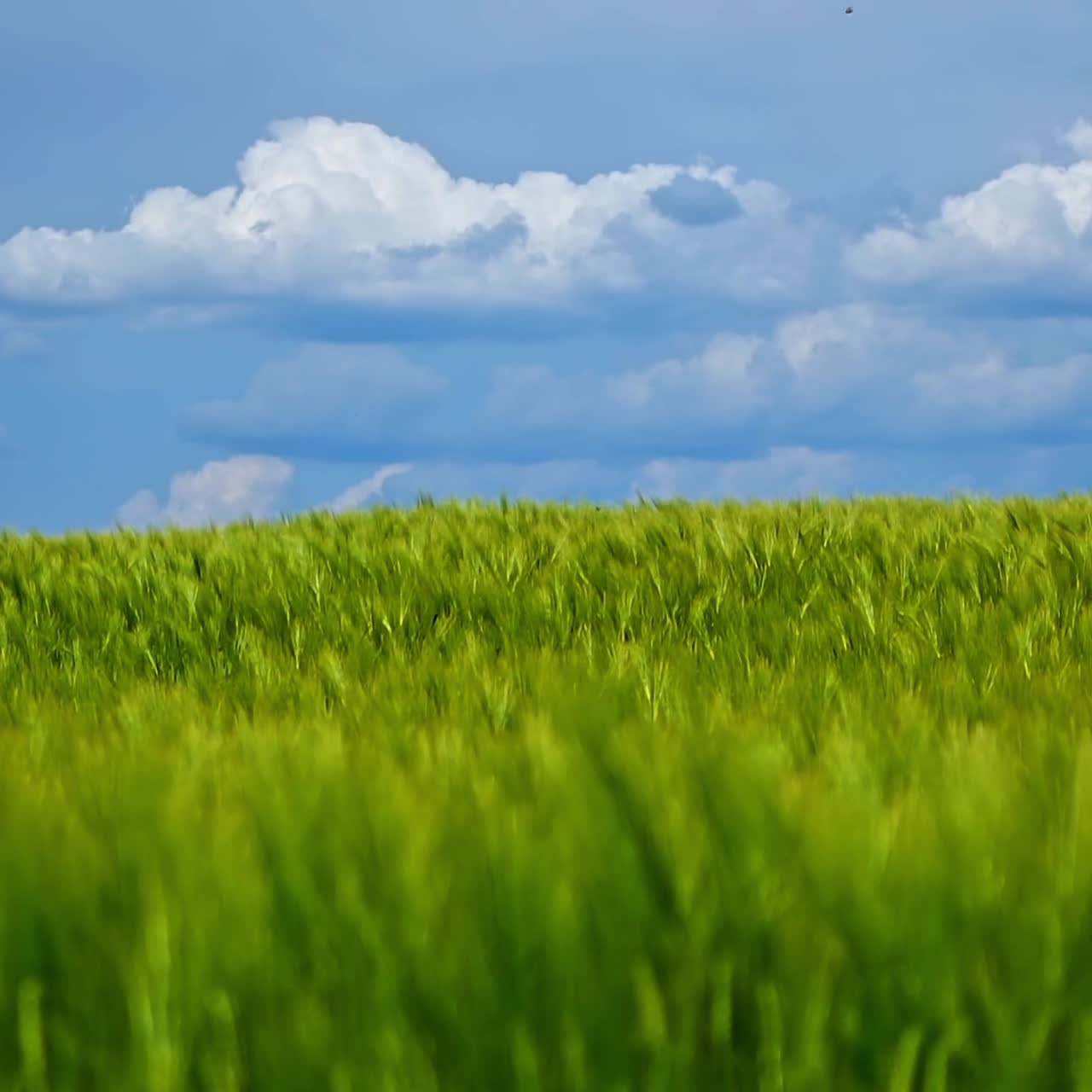 필드에서 그린 밀