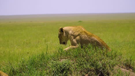 An-African-lioness-lies-on-the-green-grass-and-rests-under-the-bright-sun-in-the-hot-savannah