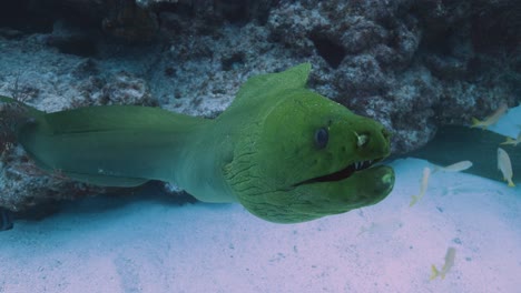 green moray eel swimming towards camera on coral reef