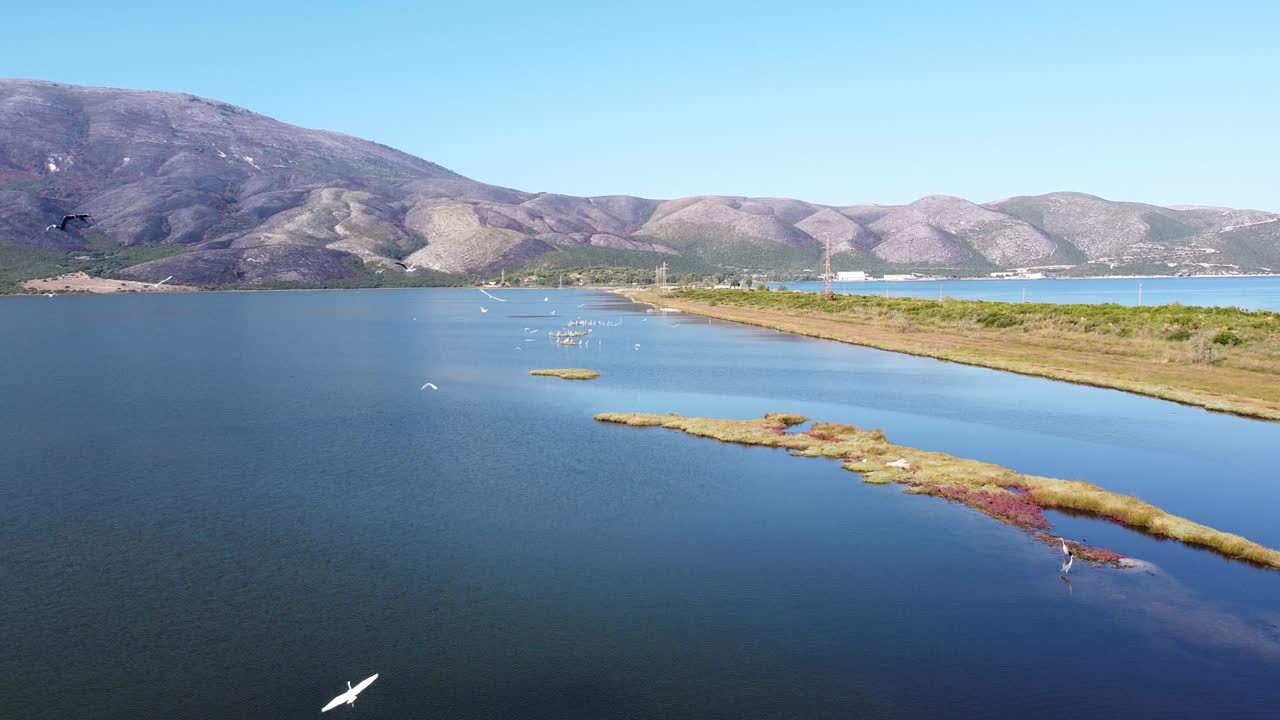 알바니아의 파샤 리만 석호와 습지에서 카메라를 향해 날아가는 헤론 새 떼 - 공중