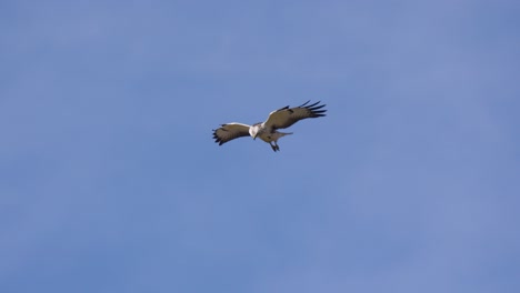 a buzzard expertly hovering in the sky while watching its prey