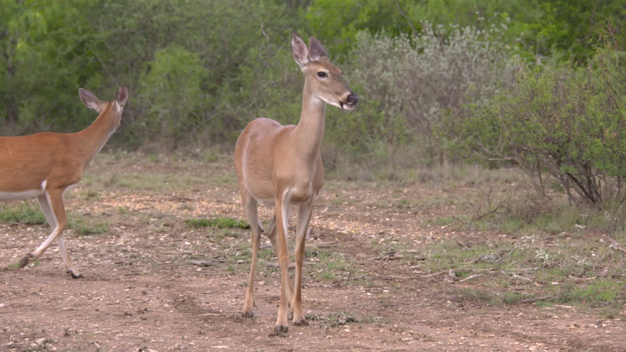 whitetail hace en texas whitetail hace en texas
