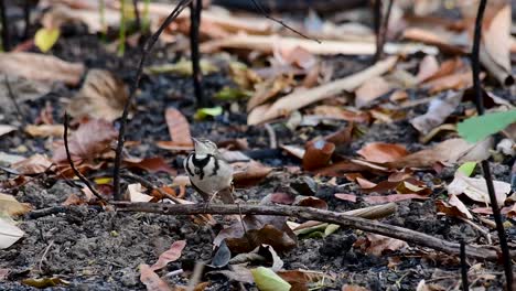 the forest wagtail is a passerine bird foraging on branches, forest grounds, tail wagging constantly sideways