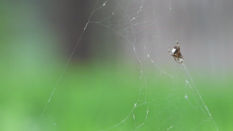 spider making web for hunting .