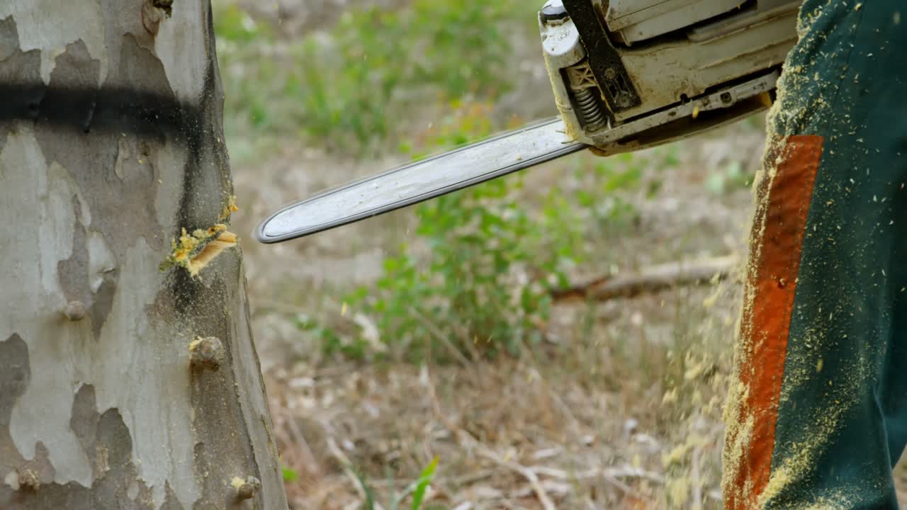 숲에서 나무를 자르는 나무 ⁇  4k