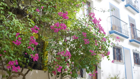 vibrant pink bougainvillea and white buildings