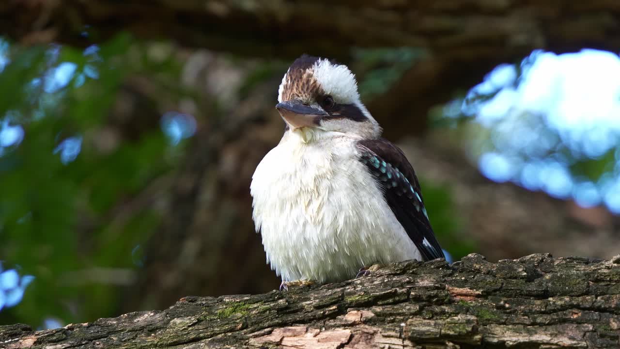 un kookaburra salvaje que ríe, dacelo novaeguineae posado en lo alto de la rama del árbol, haciendo una llamada fuerte en un día de viento en los jardines botánicos, especies de aves nativas de australia