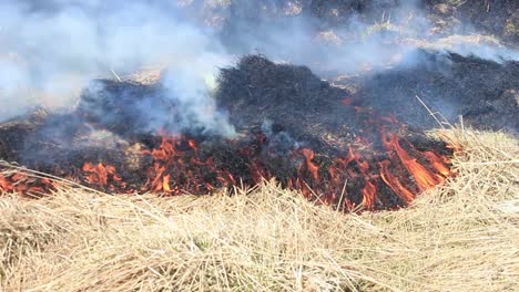 Burning-dry-yellow-grass