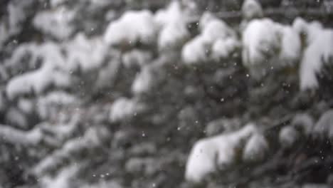 snowflakes falling on pine trees  in winter