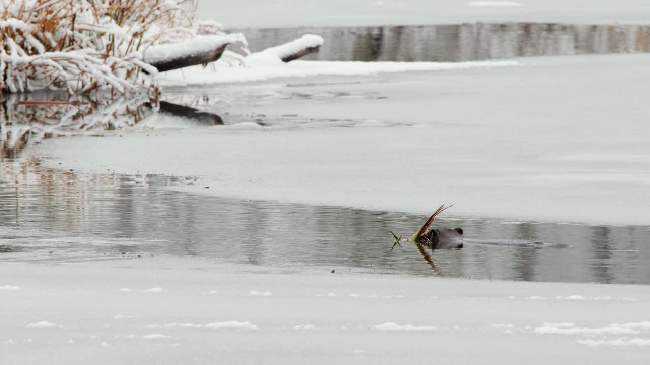 얼어붙은 연못에 있는 비버는 겨울의 음식을 위해 나무 막대기를  ⁇ 고 수영합니다.