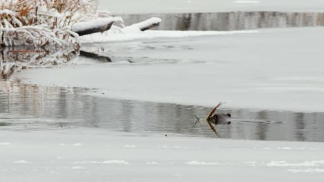 beaver in frozen pond swims wood sticks to lodge for winter food