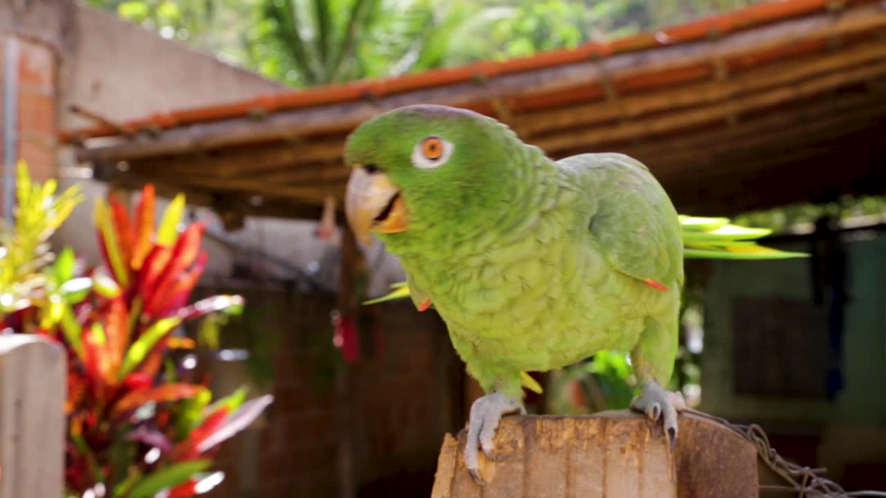 un loro verde camina sobre la valla de una casa en minas gerais, brasil