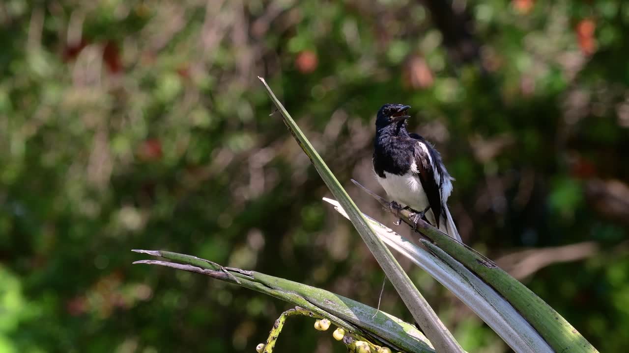 The Oriental magpie-robin is a very common passerine bird in Thailand in which it can be seen anywhere