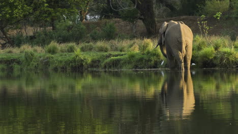 Impresionante-Elefante-Toro-Alimentándose-De-Hierba-En-La-Orilla-De-Un-Río-Con-Las-Piernas-En-El-Agua-Durante-Una-Tarde-Soleada