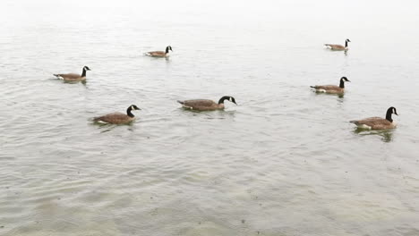 Una-Manada-De-Gansos-Que-Se-Juntan-Y-Nadan-Al-Unísono-Mientras-Se-Detienen-Para-Bucear-En-Busca-De-Peces