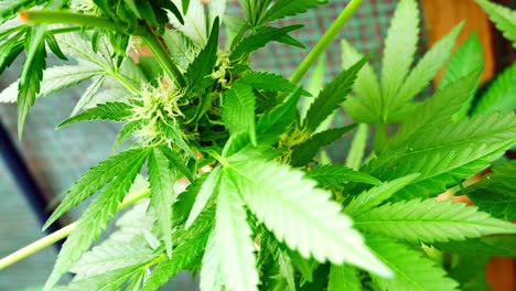 Medizinisches-Marihuana-Betäubungsmittel-Cannabispflanze-Illegal-Verboten-Gewächshaus-Topf-Kräuterkraut-Dolly-Links