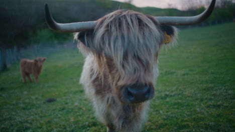 Close-up-of-Highland-Cow-approaching-camera,-Scotland