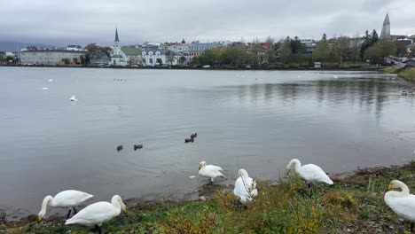 cisnes en el lago tjörnin con la ciudad de reykjavik en el fondo