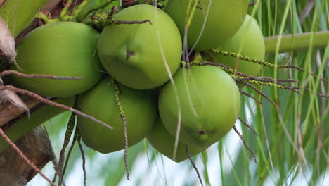 cocos verdes en crecimiento en un montón colgando de una palma estática cerca