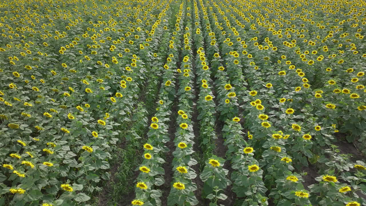 해바라기  의 공중 사진
