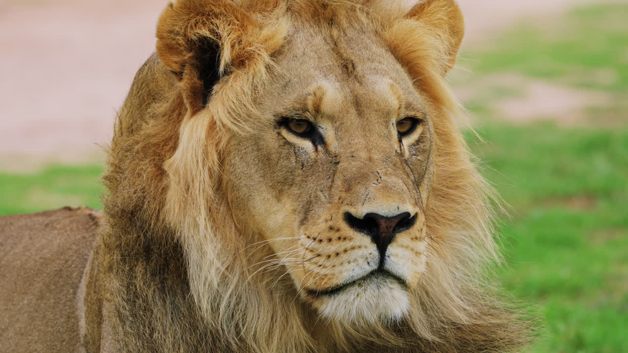 Calm African Lion Resting On The Ground Observing The Environment In Central Kalahari Grasslands Botswana. - Closeup