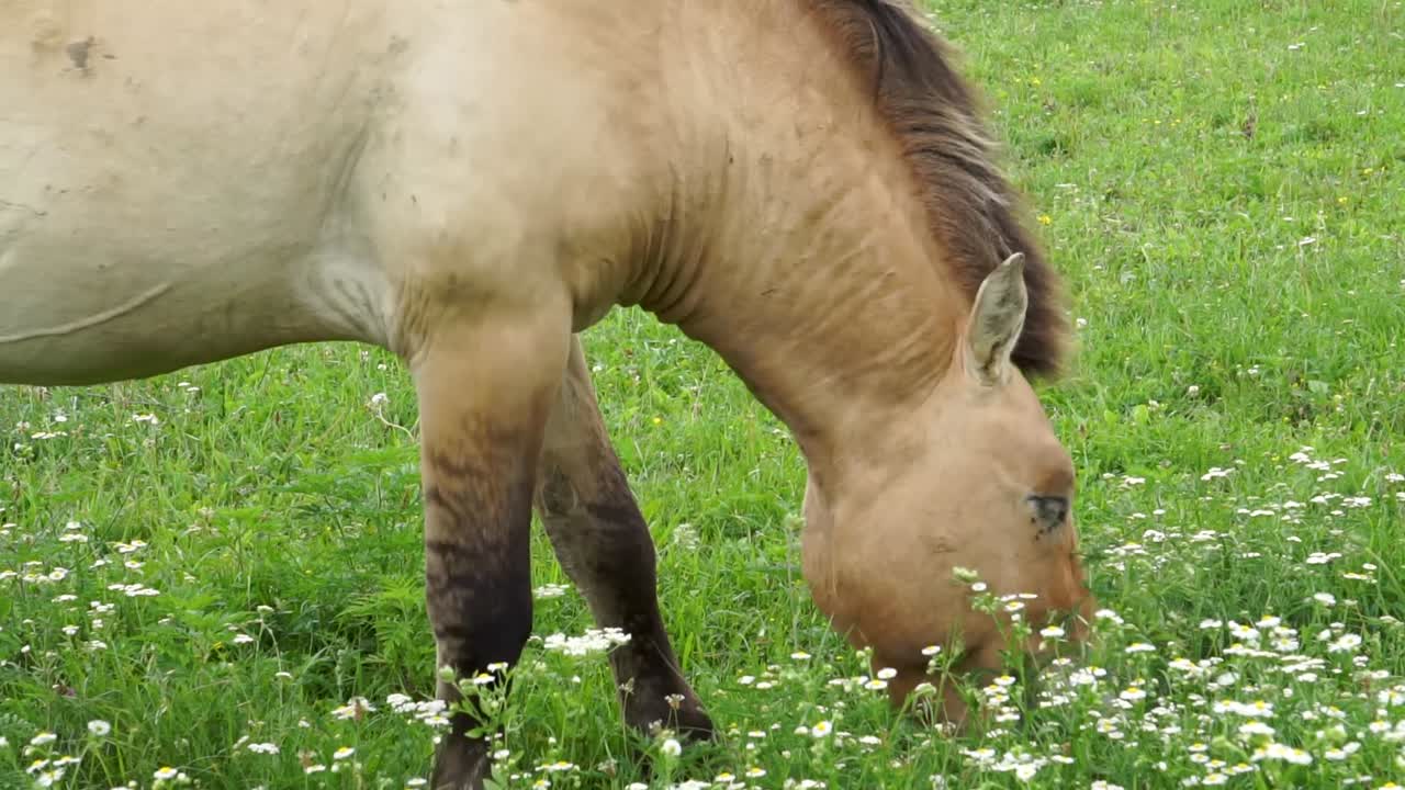 caballo mongol salvaje comiendo hierba en un campo