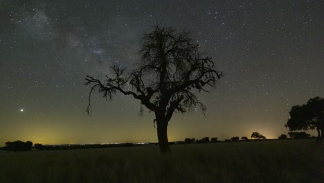 el lapso de tiempo del cielo nocturno con la vía láctea y el árbol