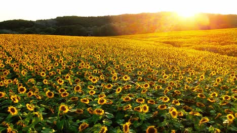 impresionantes imágenes de drones de 4k de una hermosa puesta de sol sobre un gran campo de girasol dorado en el campo