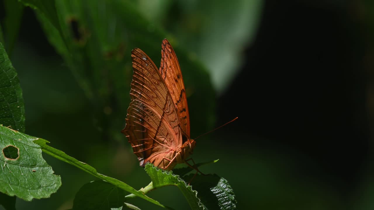 un primer plano de un crucero tailandés, vindula erota, frente a la cámara mientras aletea durante un caluroso día de verano en una selva tropical