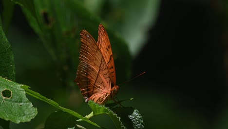 Un-Primer-Plano-De-Un-Crucero-Tailandés,-Vindula-Erota,-Frente-A-La-Cámara-Mientras-Aletea-Durante-Un-Caluroso-Día-De-Verano-En-Una-Selva-Tropical