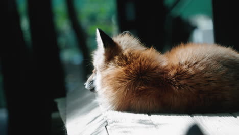 a fox lying down under the sun at the zao fox village, miyagi, japan - close up