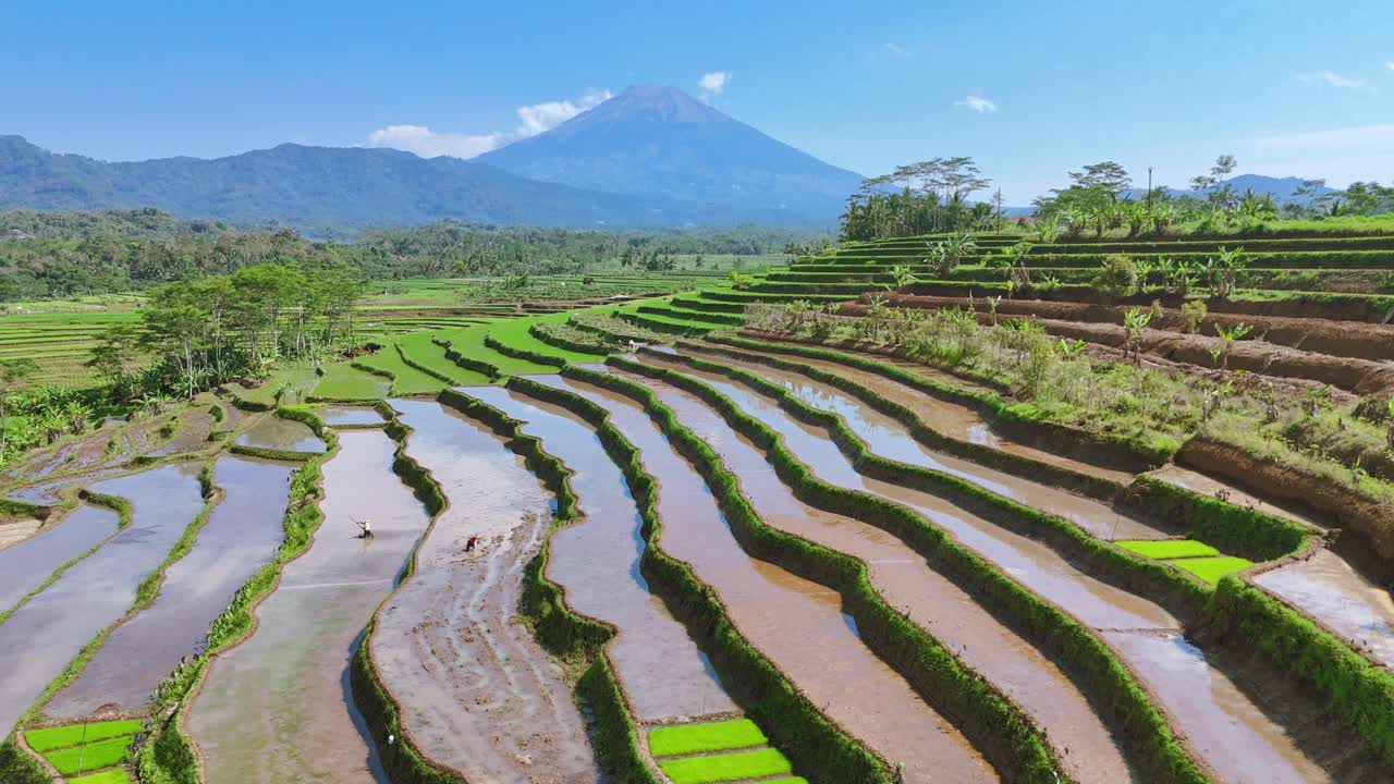Aerial view of terraced rice field with farmers work plowing the field. Beautiful scenery of terraced rice field and mountain background in rural Indonesia. Tropical countryside. 4K drone footage.