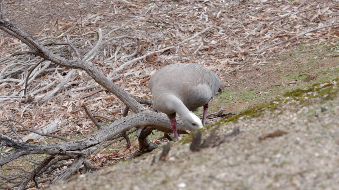 빅토리아 호주의 조류 보호 구역에서 케이프 불모의 거위