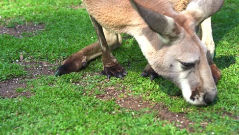 primer plano extremo de un canguro rojo, osphranter rufus pastando en hierba verde, especies de vida silvestre nativa australiana