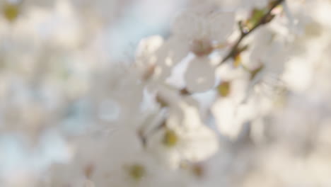 delicate spring blossoms