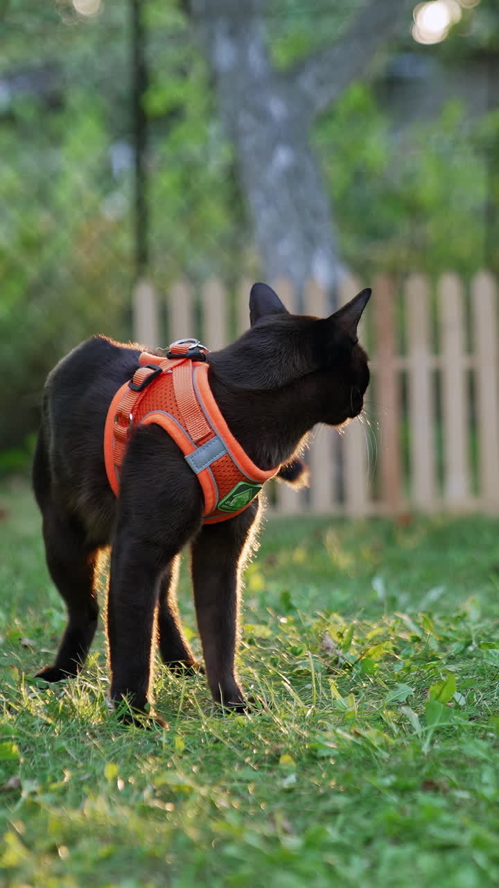 Lovely beautiful black short-haired cat in orange harness. Cute pet outdoors in the garden. Blurred backdrop. Vertical video