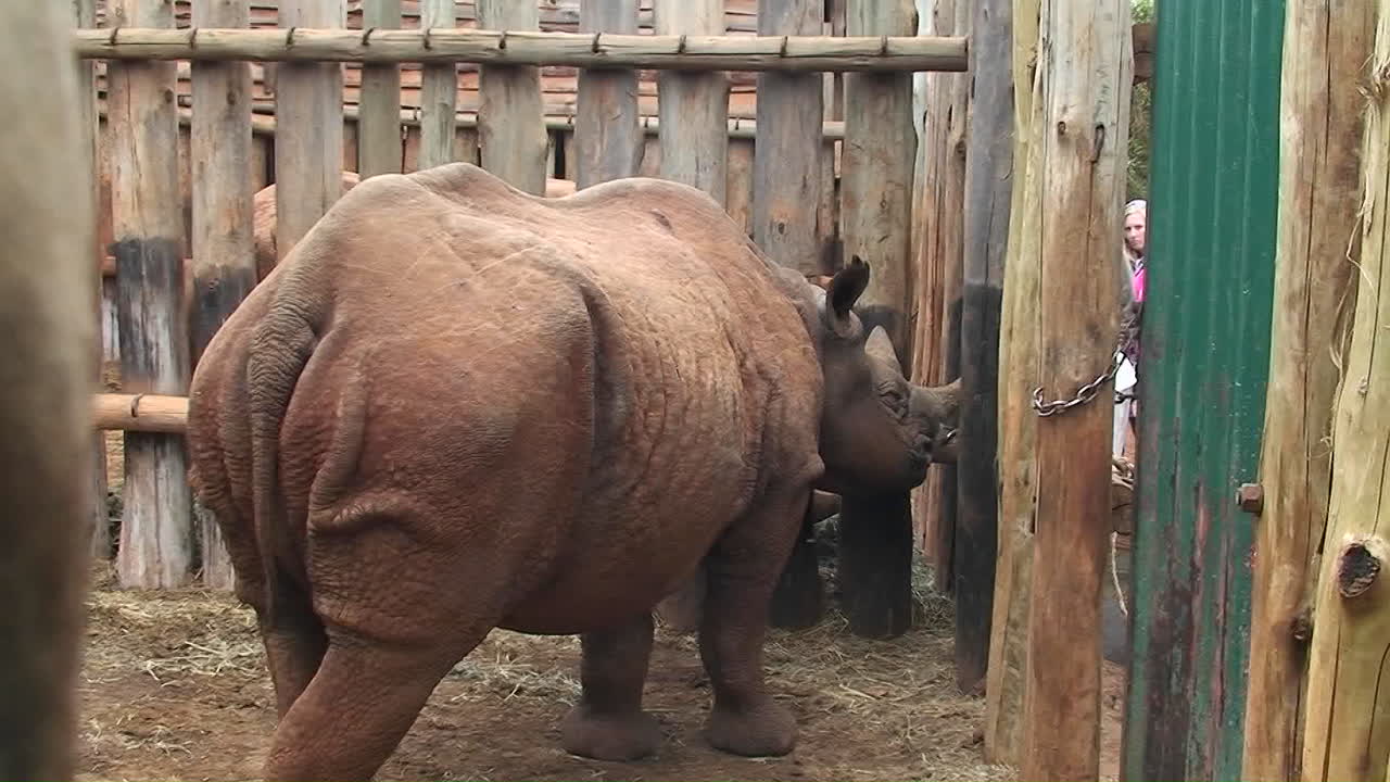 우리에 갇힌 코뿔소가 철창 너머를 내다본다