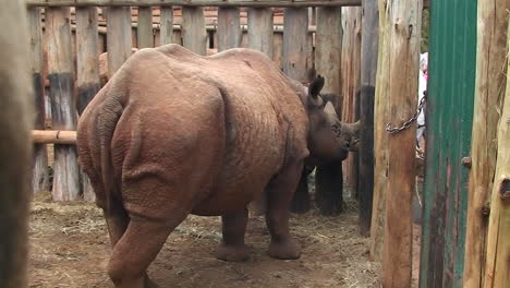 Ein-Eingesperrtes-Nashorn-Schaut-über-Seine-Gitterstäbe-Hinaus